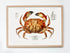 Raw Oak Wood Framed Dungeness Crab Vintage Illustration Wall Art Print